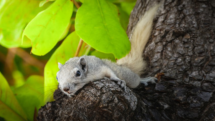 Gray squirrel clinging to a tree