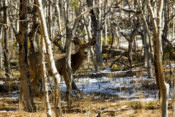 Mule Deer in the Pike National Forest
