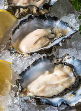 Raw Oysters on Ice
