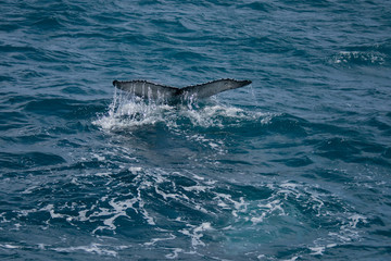 Fototapeta premium Humpback Whale Tail (Megaptera novaeangliae) - Hervey Bay, Queensland, Australia