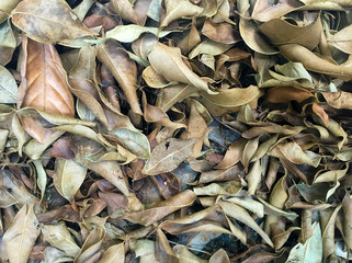 Dry leaves on floor texture background