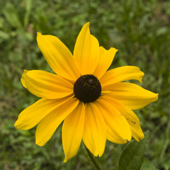Black Eyed Susan, Rudbeckia hirta, yellow flowers close-up, selective focus, shallow DOF