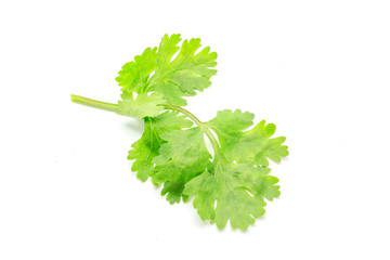 Green coriander leaves isolated on a white background, close-up
