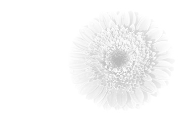 White flower Background