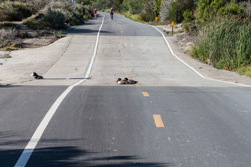 Ducks feel right at home resting in the middle of the road in Upper Newprt Bay Ecological Reserve 2
