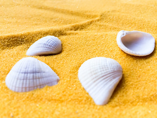 Seashells on golden sand background.