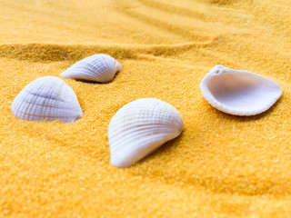 Seashells on golden sand background.