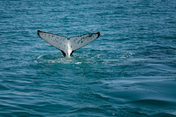 Fototapeta premium Humpback Whale Tail (Megaptera novaeangliae) - Hervey Bay, Queensland, Australia