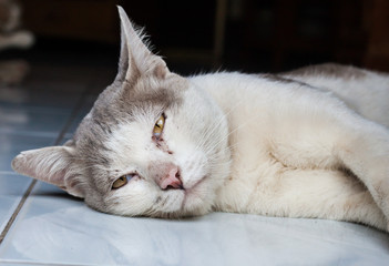 Fototapeta na wymiar portrait of adult tabby cat