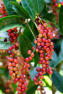 Thai blueberry on tree