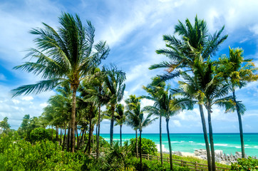 Fototapeta na wymiar Miami Beach Palms