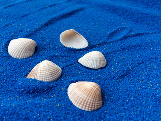 Seashells on blue sand isolated on white background.