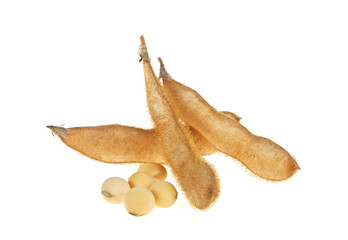 Fototapeta premium Soybean pods isolated on white background. Soya - protein plant