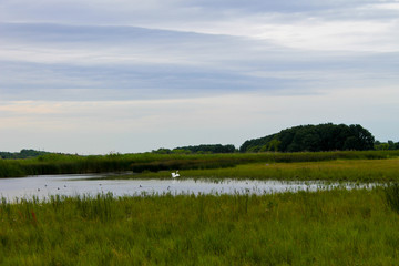 Obraz na płótnie Canvas White egret on the river