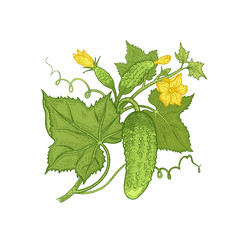 Hand drawing vegetables cucumber. © marinavorona
