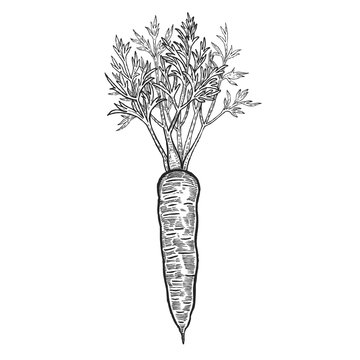 Hand drawing carrot vegetable.