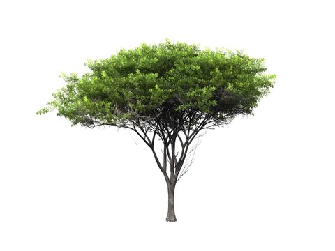 tree isolated on white background