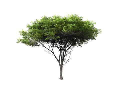 tree isolated on white background