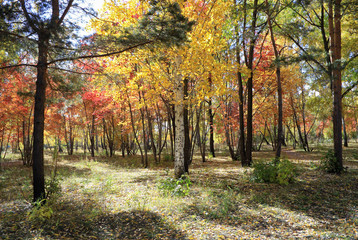 Plakat Autumn landscape - mixed forest