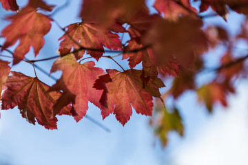 Vining maple leaves in autumn