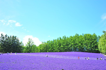 Obraz premium Colorful Lavender Flower Fields