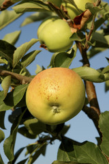 Cultivo de manzanas.