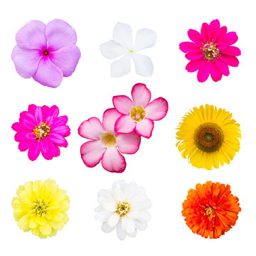 Group of flowers, Big Selection of Various Flowers Isolated on W