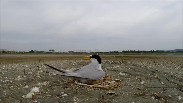 Little Tern