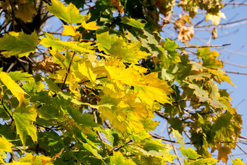 Fall Maple Leaves on Branches