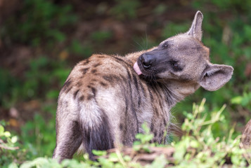Hyena/Spotted Hyena ,Licking hairy