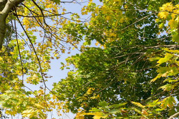 Fall Maple Leaves on Branches