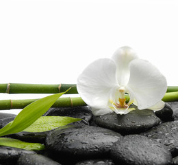 White orchid blossom with black stones ,grove,leaf  on wet background