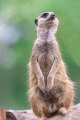 Meerkat sitting on a log. blurred background