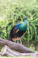 Fototapeta premium Portrait of beautiful peacock with green background