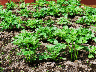 Rows of growth green potato plant in field. Selective focus.