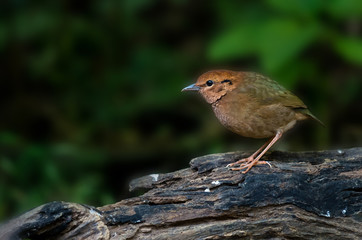 Rusty-naped Pitta on the Timber in deep forest, low light