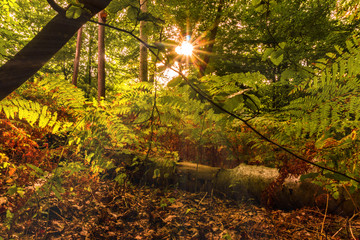 tiefstehende Sonne im Wald