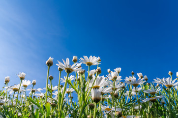 Flowers grass under blue sky