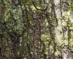 Old tree bark for natural textured background. Textural background, gray color.
