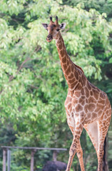 Portrait of giraffe on blurred background
