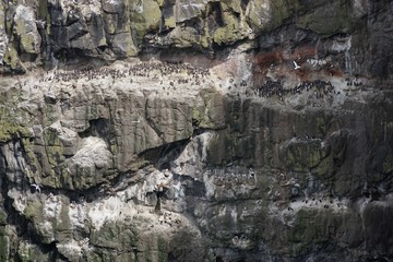 Landschaft mit tausenden Lummen und anderen Seevögeln auf Rathlin Island / Nordirland 