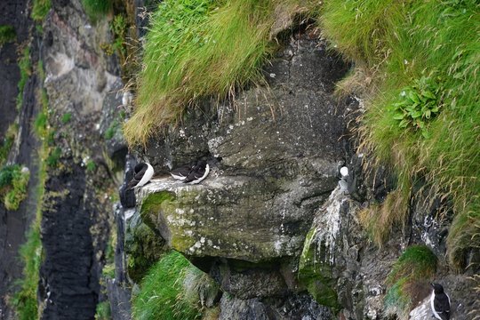 Felslandschaft mit brütenden Möwen und Lummen auf Rathlin Island / Nordirland