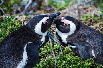 Penguin colony Betty's Bay
