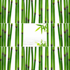 Set of young bamboo sticks with leaf 