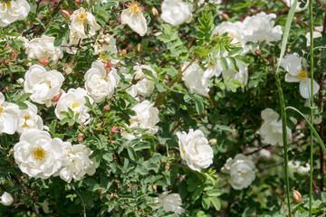 Summer White Roses