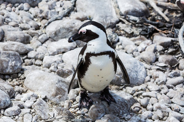 Naklejka premium Penguin colony Betty's Bay 