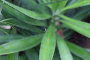 spider in middle of spider's web