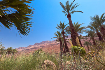 Fototapeta na wymiar Idyllic oasis in desert