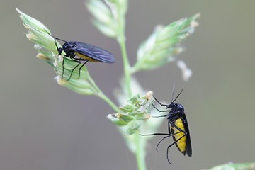 Black Fungus Gnat, Sciara thomae, on orchard grass