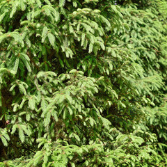 Green fir